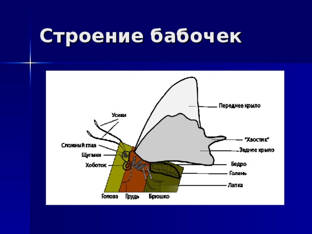 Строение бабочки схема