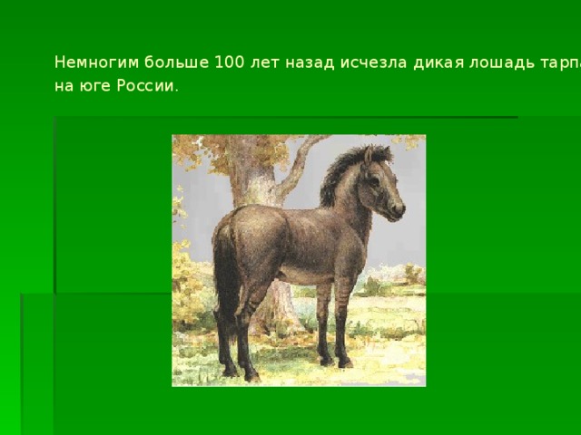 Рассмотри рисунки животных на стр 140 это дикая лошадь тарпан небольшая зебра