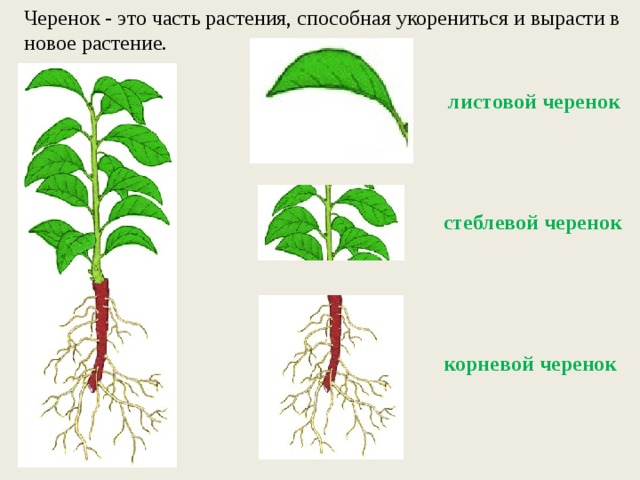 Можно ли черенковать калину