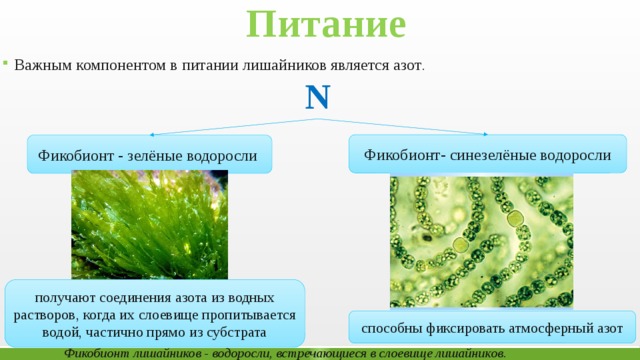 В состав лишайников входят водоросли. Синезеленые водоросли. Фикобионт лишайников водоросли. Питание сине зеленых водорослей. Синезеленые водоросли презентация.
