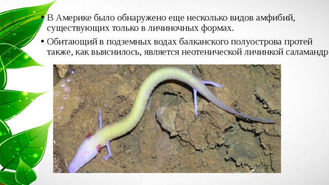 В Америке было обнаружено еще несколько видов амфибий, существующих только в личиночных формах. Обитающий в подземных водах балканского полуострова протей также, как выяснилось, является неотенической личинкой саламандр. 