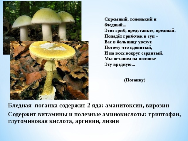  Скромный, тоненький и бледный...   Этот гриб, представьте, вредный.   Попадёт грибочек в суп –   Вас в больницу увезут.   Потому что ядовитый,   И на всех вокруг сердитый.   Мы оставим на полянке   Эту вредную...     (Поганку) Бледная поганка содержит 2 яда: аманитоксин,  вирозин Содержит витамины и полезные аминокислоты: триптофан,  глутоминовая кислота,  аргинин,  лизин 