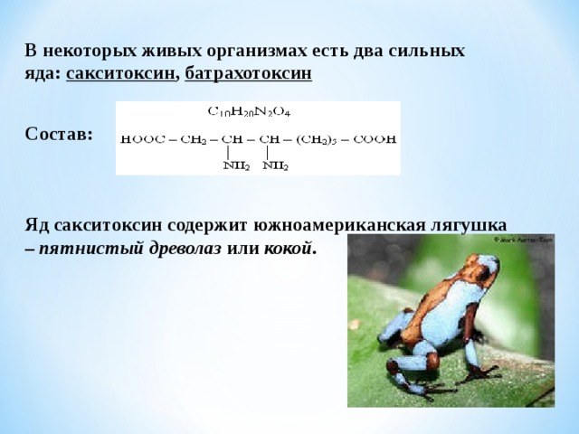 В некоторых живых организмах есть два сильных яда:  сакситоксин ,  батрахотоксин  Состав:   Яд сакситоксин содержит южноамериканская лягушка –  пятнистый древолаз  или  кокой.  