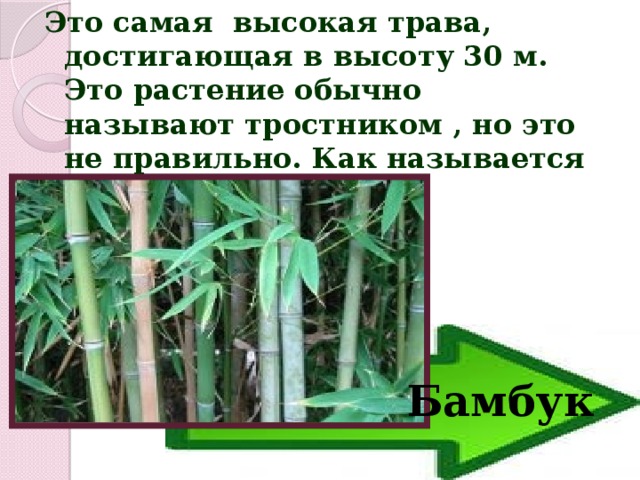 Это самая высокая трава, достигающая в высоту 30 м. Это растение обычно называют тростником , но это не правильно. Как называется это растение? Бамбук 