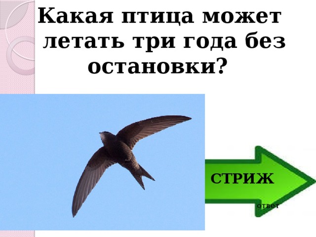 Какая птица может летать три года без остановки?  СТРИЖ ответ 