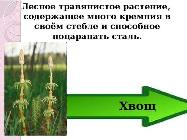  Лесное травянистое растение, содержащее много кремния в своём стебле и способное поцарапать сталь. Хвощ 