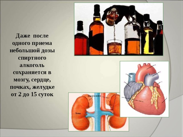 Даже после одного приема небольшой дозы спиртного алкоголь сохраняется в мозгу, сердце, почках, желудке от 2 до 15 суток 