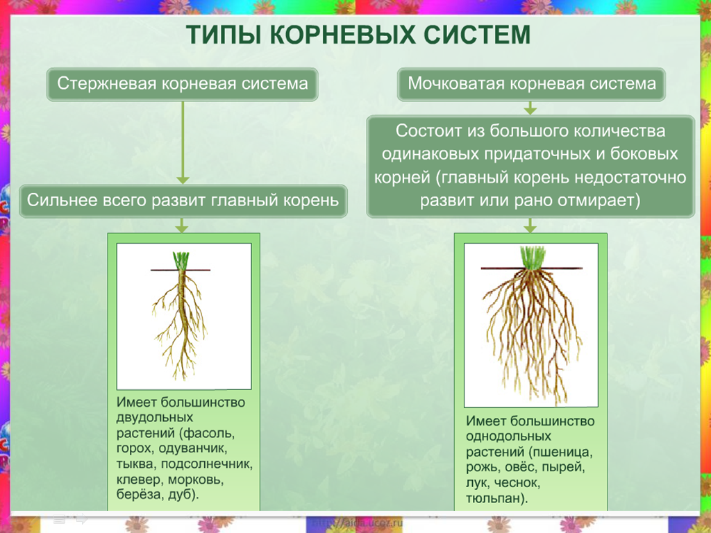 Наличие главного корня. Типы корневых систем стержневая и мочковатая. Мочковатая корневая система это в биологии 6 класс. Растения с стержневыми и мочковатыми корнями. Стержневая и мочковатая корневая система.