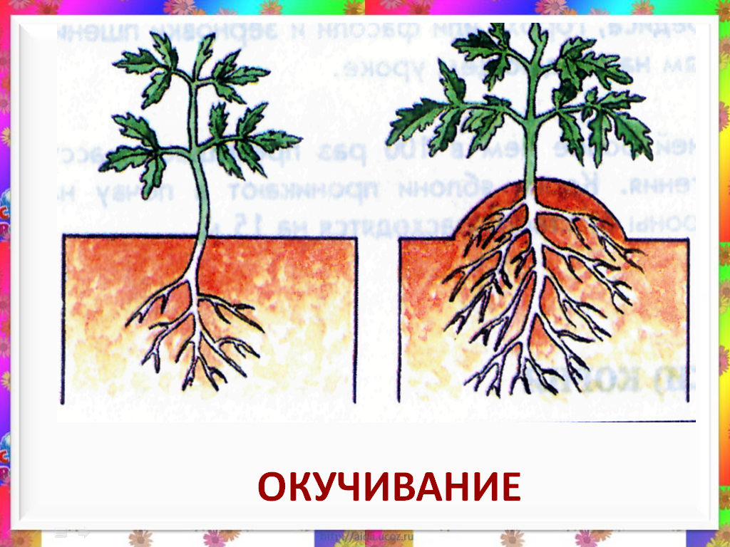 Пикировка главного корня. Окучивание картофеля биология. Окучивание схема. Пикировка и окучивание растений.
