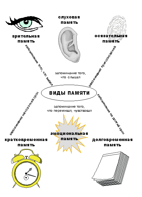 Виды памяти. Типы памяти слуховая Зрительная. Типы памяти Зрительная слуховая моторная осязательная. Виды памяти в психологии Зрительная слуховая моторная. Память человека схема.