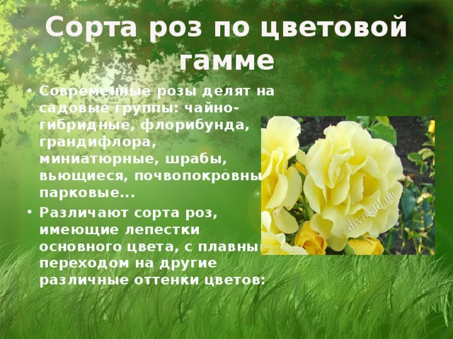 Сорта роз по цветовой гамме Современные  розы делят на садовые группы: чайно-гибридные, флорибунда, грандифлора, миниатюрные, шрабы, вьющиеся, почвопокровные, парковые... Различают сорта роз, имеющие лепестки основного цвета, с плавным переходом на другие различные оттенки цветов:  