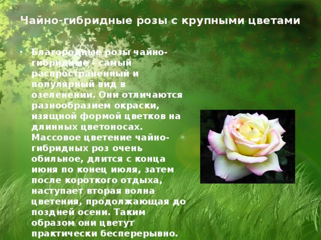 Чайно-гибридные розы с крупными цветами Благородные розы чайно-гибридные - самый распространенный и популярный вид в озеленении. Они отличаются разнообразием окраски, изящной формой цветков на длинных цветоносах. Массовое цветение чайно-гибридных роз очень обильное, длится с конца июня по конец июля, затем после короткого отдыха, наступает вторая волна цветения, продолжающая до поздней осени. Таким образом они цветут практически бесперерывно. Благородные розы обладают особенно красивыми бутонами и элегантными цветами. 