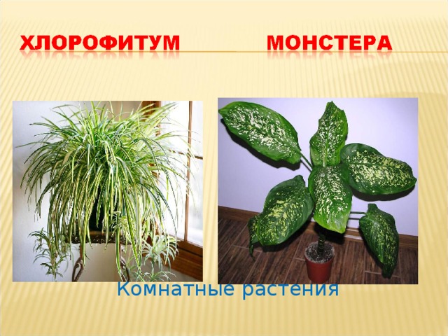 Комнатные растения 