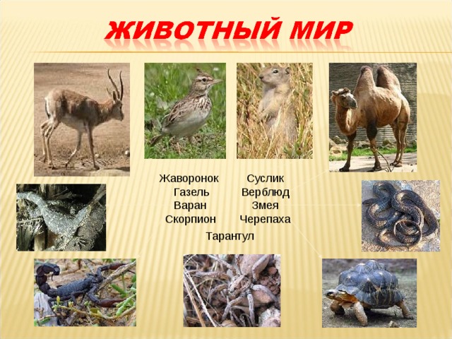 Презентация по окружающему миру на тему "В жаркой пустыне" (4 класс)