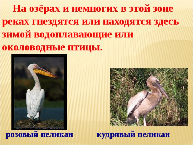  На озёрах и немногих в этой зоне реках гнездятся или находятся здесь зимой водоплавающие или околоводные птицы .     розовый пеликан кудрявый пеликан 