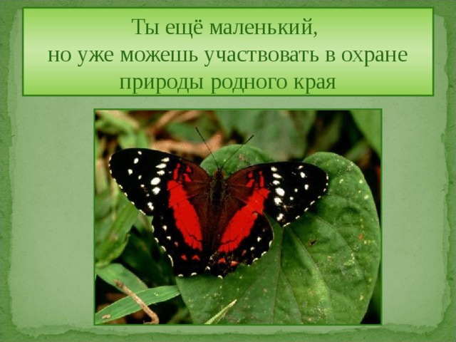Ты ещё маленький,  но уже можешь участвовать в охране природы родного края 
