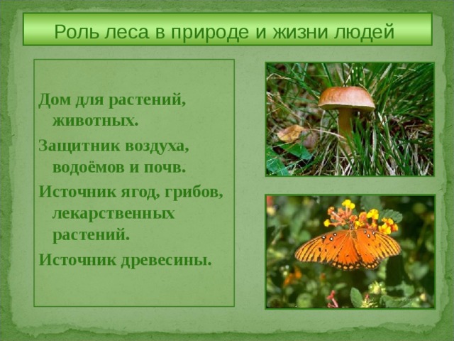 Роль леса в природе и жизни людей   Дом для растений, животных. Защитник воздуха, водоёмов и почв. Источник ягод, грибов, лекарственных растений. Источник древесины. 