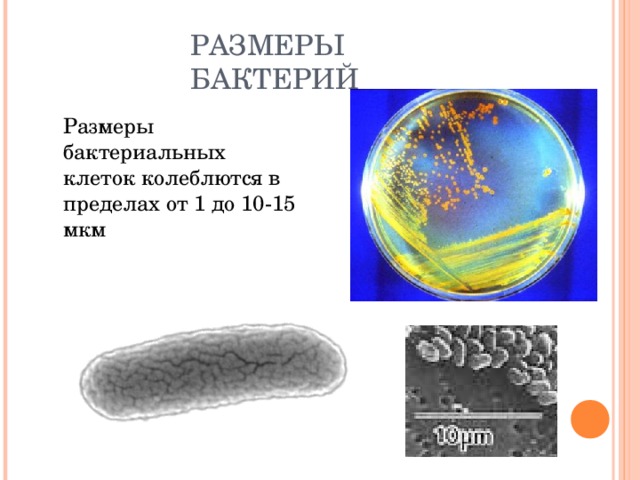РАЗМЕРЫ БАКТЕРИЙ  Размеры бактериальных клеток колеблются в пределах от 1 до 10-15 мкм