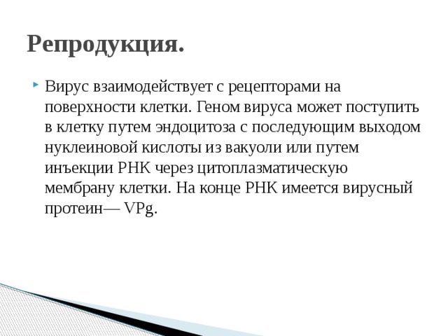 Репродукция. Вирус взаимодействует с рецепторами на поверхности клетки. Геном вируса может поступить в клетку путем эндоцитоза с последующим выходом нуклеиновой кислоты из вакуоли или путем инъекции РНК через цитоплазматическую мембрану клетки. На конце РНК имеется вирусный протеин— VPg. 