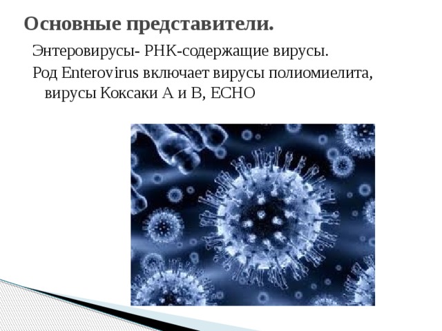  Основные представители.  Энтеровирусы- РНК-содержащие вирусы. Род Enterovirus включает вирусы полиомиелита, вирусы Коксаки А и В, ECHO 