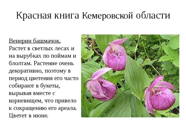 Растение занесенное в красную книгу кемеровской области
