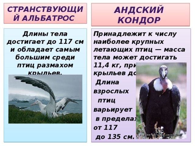 Масса птицы. Андский Кондор размах крыльев вес. Андский Кондор и Альбатрос. Размах крыльев кондора и Альбатроса. Альбатрос птица вес.