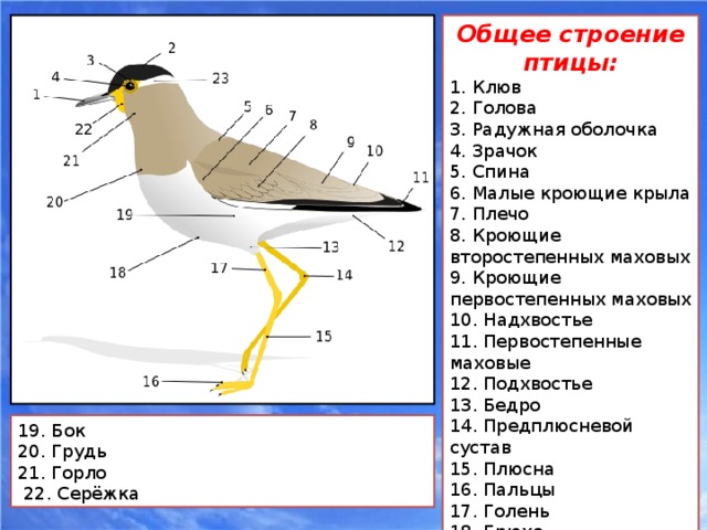 Внешнее строение птицы рисунок