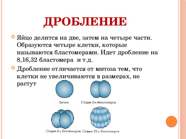 Дробление Яйцо делится на две, затем на четыре части. Образуются четыре клетки, которые называются бластомерами. Идет дробление на 8,16,32 бластомера и т.д. Дробление отличается от митоза тем, что клетки не увеличиваются в размерах, не растут 