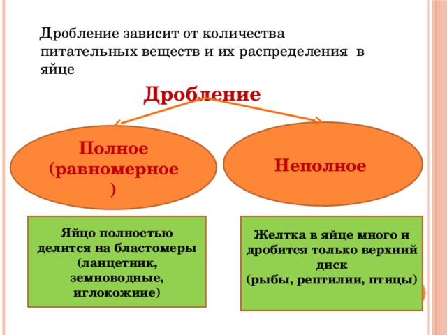  Дробление зависит от количества питательных веществ и их распределения в яйце  Дробление Неполное Полное (равномерное)  Желтка в яйце много и дробится только верхний диск (рыбы, рептилии, птицы) Яйцо полностью делится на бластомеры (ланцетник, земноводные, иглокожиие) 