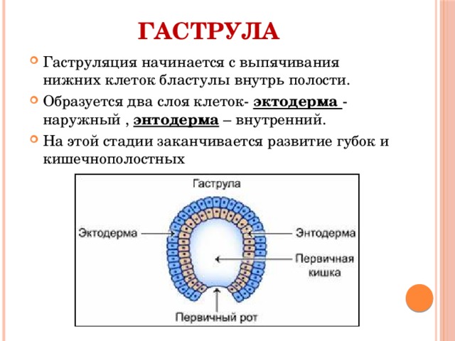 гаструла Гаструляция начинается с выпячивания нижних клеток бластулы внутрь полости. Образуется два слоя клеток- эктодерма - наружный , энтодерма – внутренний. На этой стадии заканчивается развитие губок и кишечнополостных 