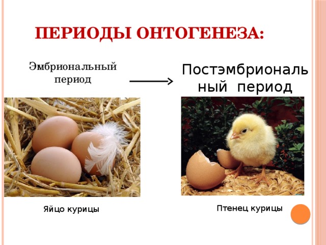 Периоды онтогенеза: Эмбриональный период Постэмбриональный период Птенец курицы Яйцо курицы  