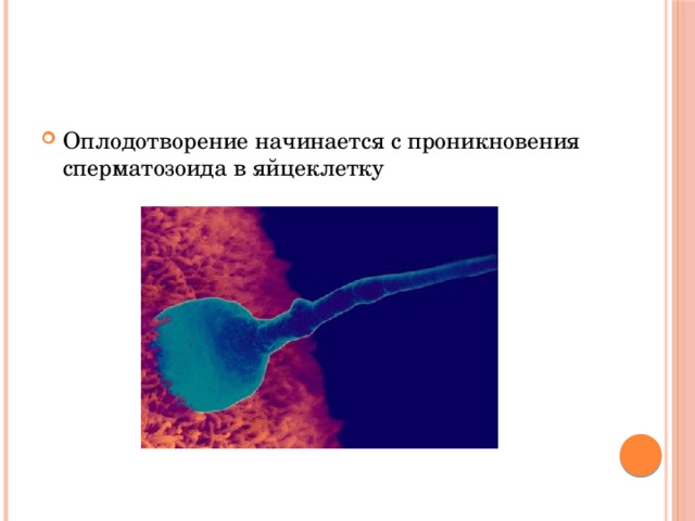 Оплодотворение начинается с проникновения сперматозоида в яйцеклетку 