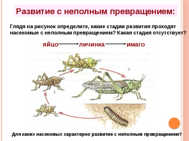 Какой тип развития у саранчи. Схема развития насекомых с неполным превращением. Фазы развития насекомых с полным и неполным превращением. Развитие стадии саранчи стадии постэмбриональное. Схема жизненного цикла насекомого с неполным превращением.