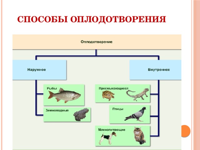 Типы оплодотворения. Наружное и внутреннее оплодотворение таблица. Внешнее и внутреннее оплодотворение. Оплодотворение внешнее и внутреннее 7 класс. Внутренне и наружное оплодотворение это.