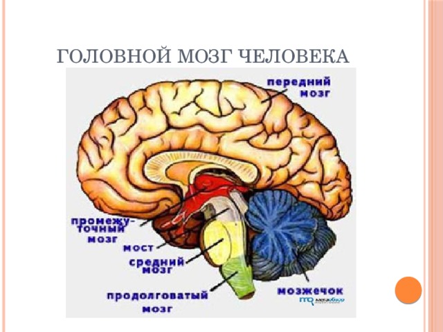 На рисунке головной мозг позвоночных мозжечок обозначен цифрой