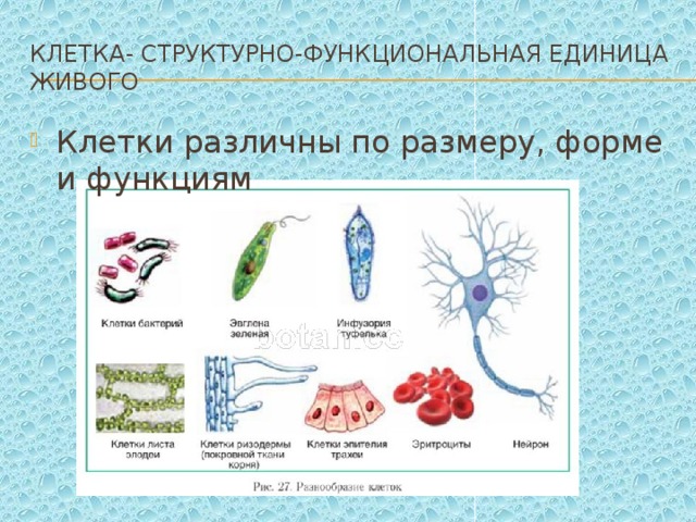 Перспективы развития метода конструирования клеток