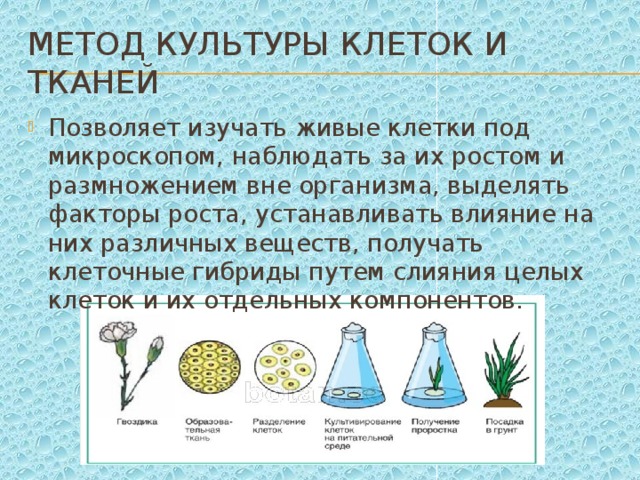 Клеточные методы