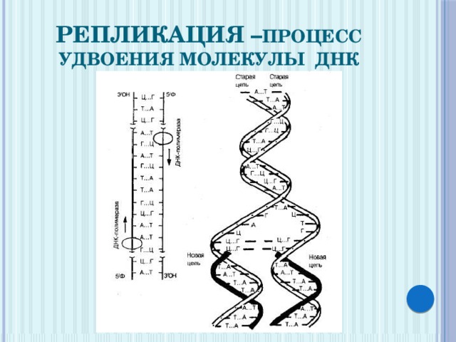 Участок молекулы днк содержит информацию. Процесс удвоения молекулы ДНК. Удвоение молекулы ДНК это условно. Из молекулы ДНК И белка состоит. В молекуле ДНК зашифрована информация о структуре белка.