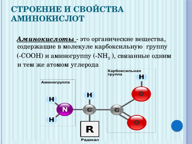 Молекулы белков состоят из аминокислот