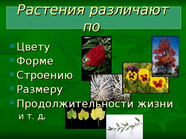 Растения различают по  Цвету Форме Строению Размеру Продолжительности жизни  и т. д . 