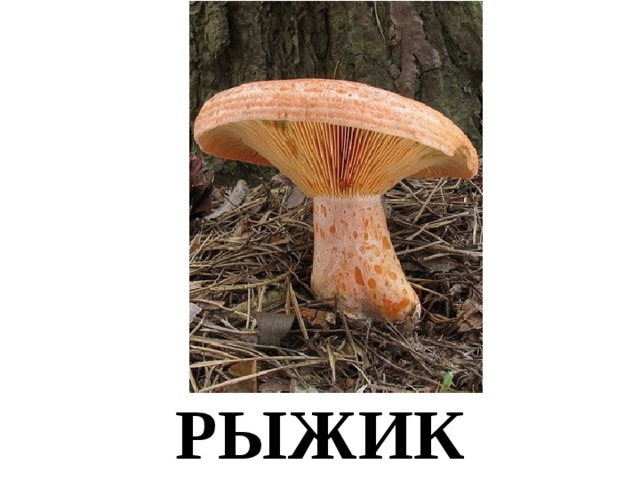 РЫЖИК 