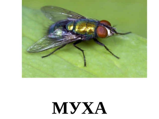 МУХА 