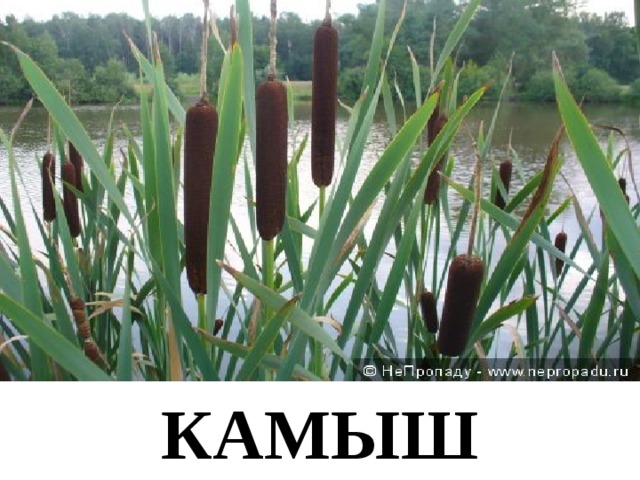 КАМЫШ 