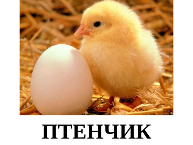 ПТЕНЧИК 