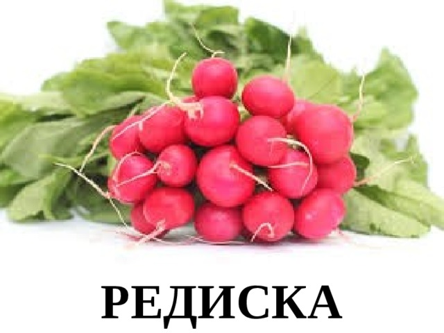 РЕДИСКА 