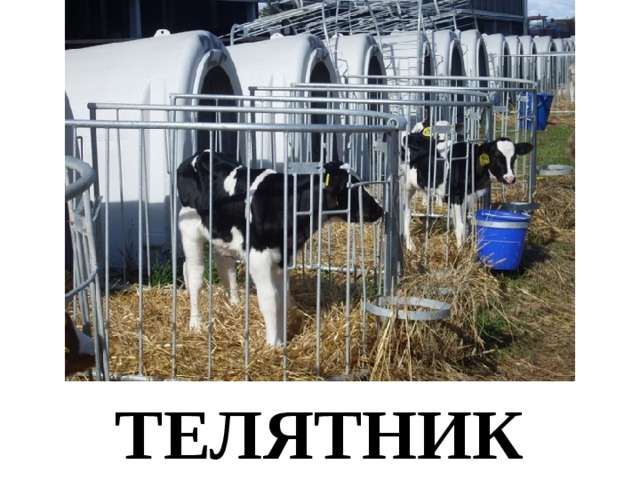 ТЕЛЯТНИК 