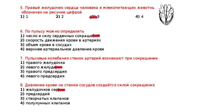 5. Правый желудочек сердца человека и млекопитающих животных  обозначен на рисунке цифрой 1) 1 2) 2 3) 3 4) 4 6. По пульсу можно определить 1) число и силу сердечных сокращений 2) скорость движения крови в артериях 3) объем крови в сосудах 4) верхнее артериальное давление крови 7. Пульсовые колебания стенок артерий возникают при сокращении 1) правого желудочка 2) левого желудочка 3) правого предсердия 4) левого предсердия 8. Давление крови на стенки сосудов создаётся силой сокращения 1) желудочков сердца 2) предсердий 3) створчатых клапанов 4) полулунных клапанов 