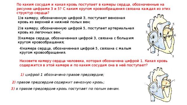 Какой цифрой на рисунке обозначена камера сердца в которую кровь поступает из большого круга