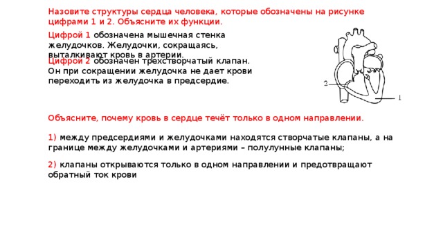 Назовите структуры сердца обозначенные на рисунке цифрами 1 2 объясните