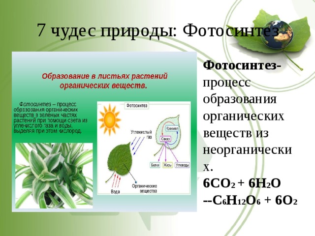 Вещества образующие растения. Образование органических веществ в листьях растений. Фотосинтез образование органических веществ. Фотосинтез это процесс образования органических веществ. Процесс фотосинтеза у растений схема.